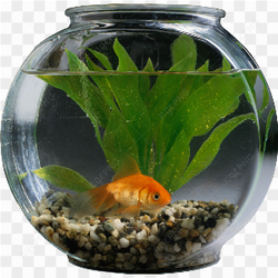 La vie d'un poisson rouge