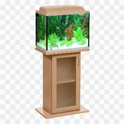 Poisson rouge et tortue dans un aquarium