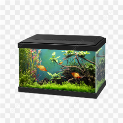 Aquarium d'eau douce avec poissons tropicaux et plantes aquatiques
