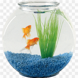 Un aquarium paisible avec des poissons rouges