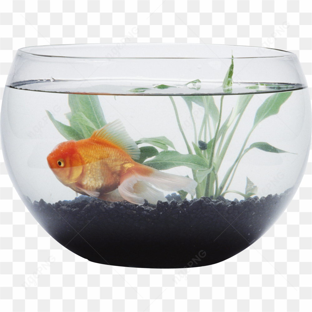 L'image est une reprsentation apaisante d'un bocal  poissons