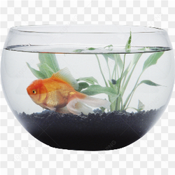 L'image est une reprsentation apaisante d'un bocal  poissons
