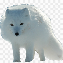 Renard roux dans la neige