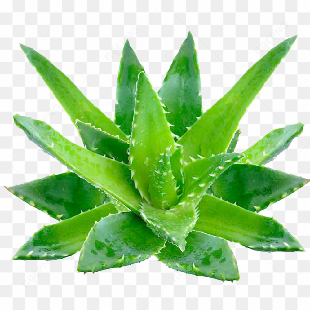 Aloe vera 003