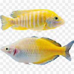 Fish yellow photo 2
