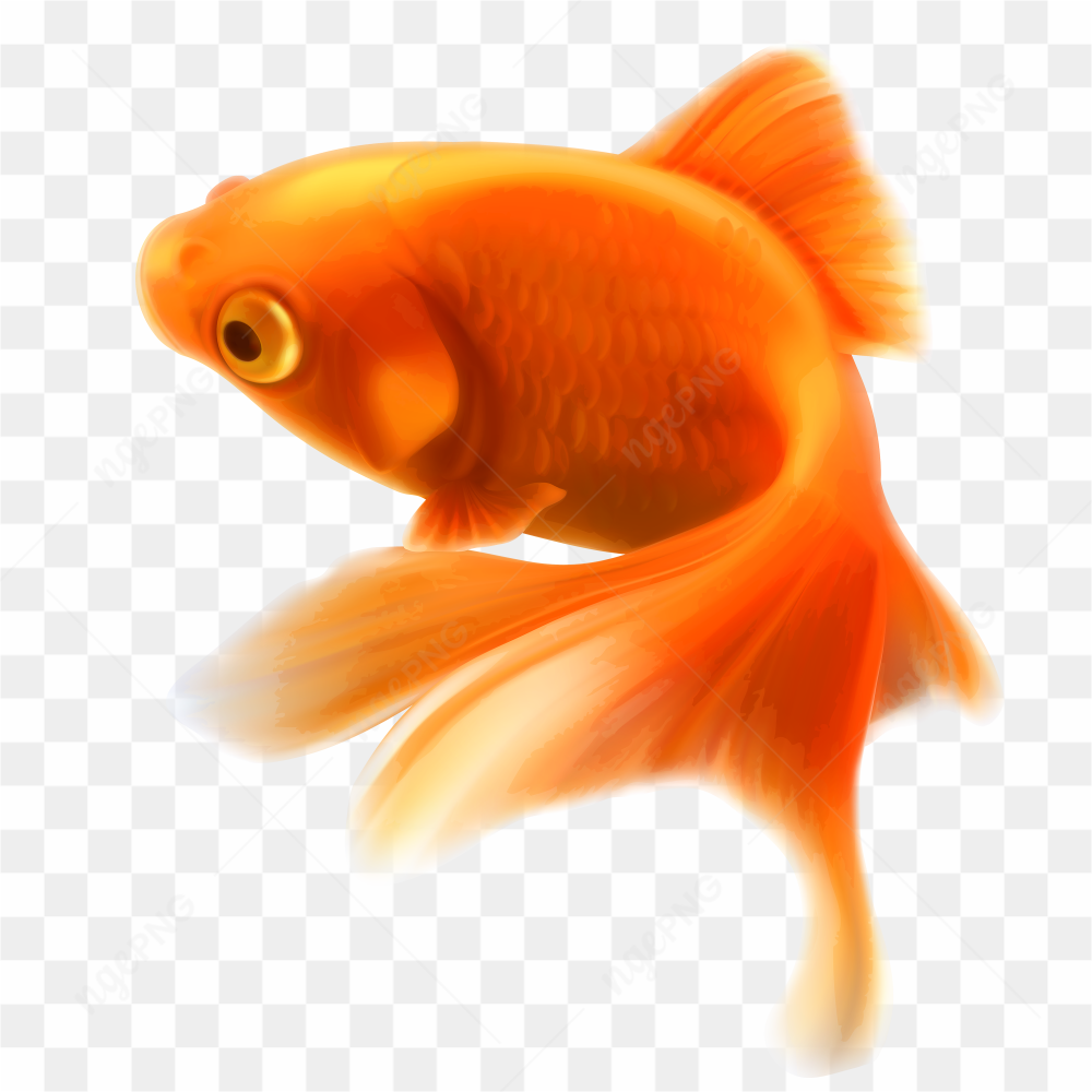 Fish orange photo