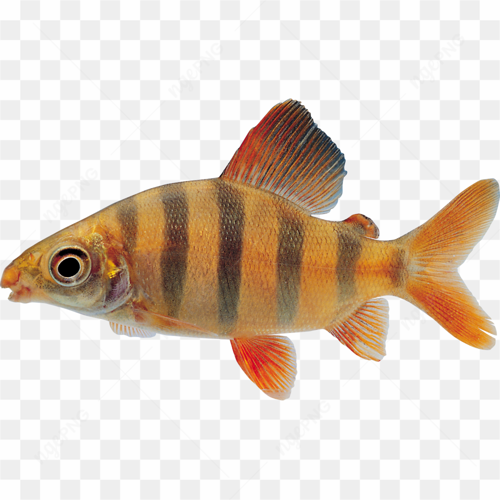 Fish rare species