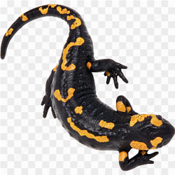 Gecko Poisoness black and yellow