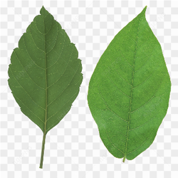 Leaf green picture