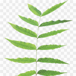 Leafy branch photo