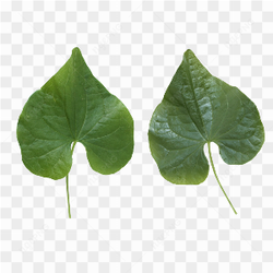 Leaf green picture 2