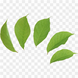 Leaf green picture 3