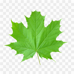 Leaf green picture 4