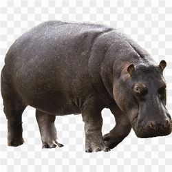 Hippopotamus amazing stare