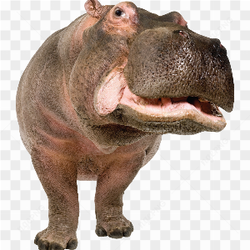 Hippopotamus amazing stare