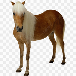 Beautiful horse brown