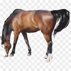 Beautiful horse brown 2