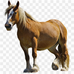 Beautiful horse brown 3