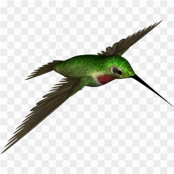 Hummingbird Photo 01