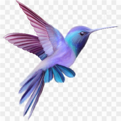 Hummingbird Photo 02