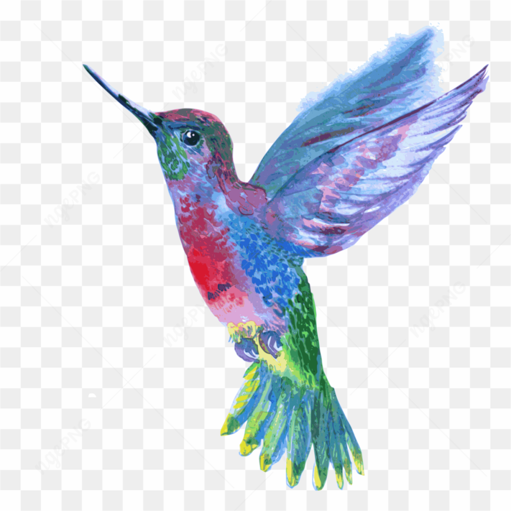 Hummingbird Photo 03