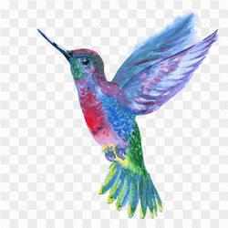Hummingbird Photo 03