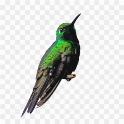 Hummingbird Photo 04