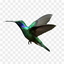 Hummingbird Photo 05