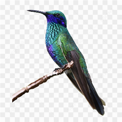 Hummingbird Photo 06
