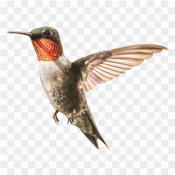 Hummingbird Photo 07