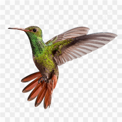 Hummingbird Photo 08