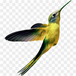 Hummingbird Photo 09