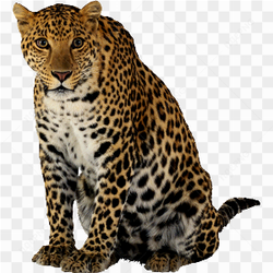 Leopard sitting stare