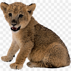 Lion Cub Sitting