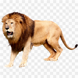 Lion standing roar
