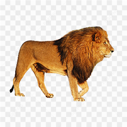 Lion standing walking