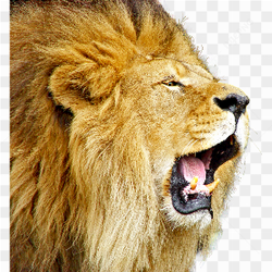 Lion standing roar