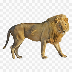 Lion standing walking