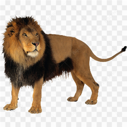 Lion standing walking