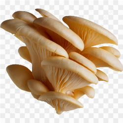 Mushroom Photo 01