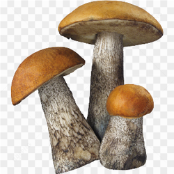 Mushroom Photo 02