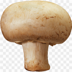 Mushroom Photo 03