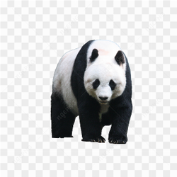 Panda standing alone