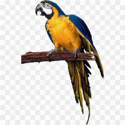 Macao Parrot yellow blue