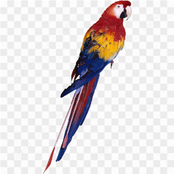 Macao Parrot yellow red blue