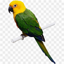 Macao Parrot yellow green