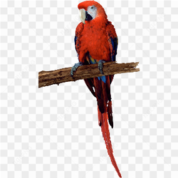Macao Parrot yellow red blue 2