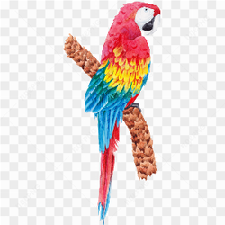 Macao Parrot yellow red blue 3
