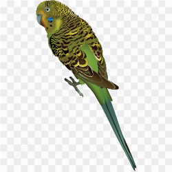 Macao Parrot yellow green 2