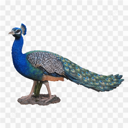 Peacock blue Green 02